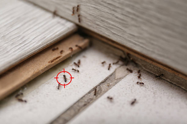 Best Flea Control Services  in Folkston, GA