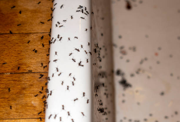 Best Best Pest Control Companies  in Folkston, GA