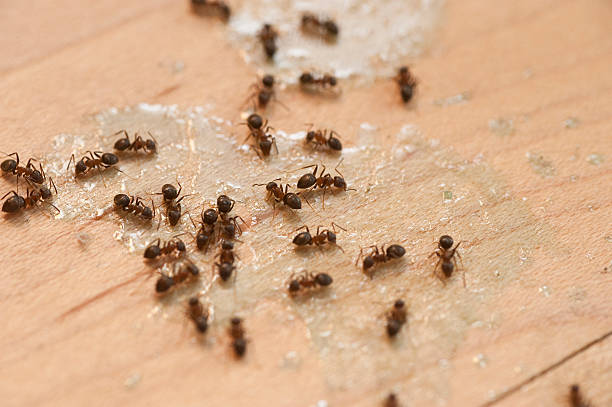 Best Wasp Removal Services  in Folkston, GA